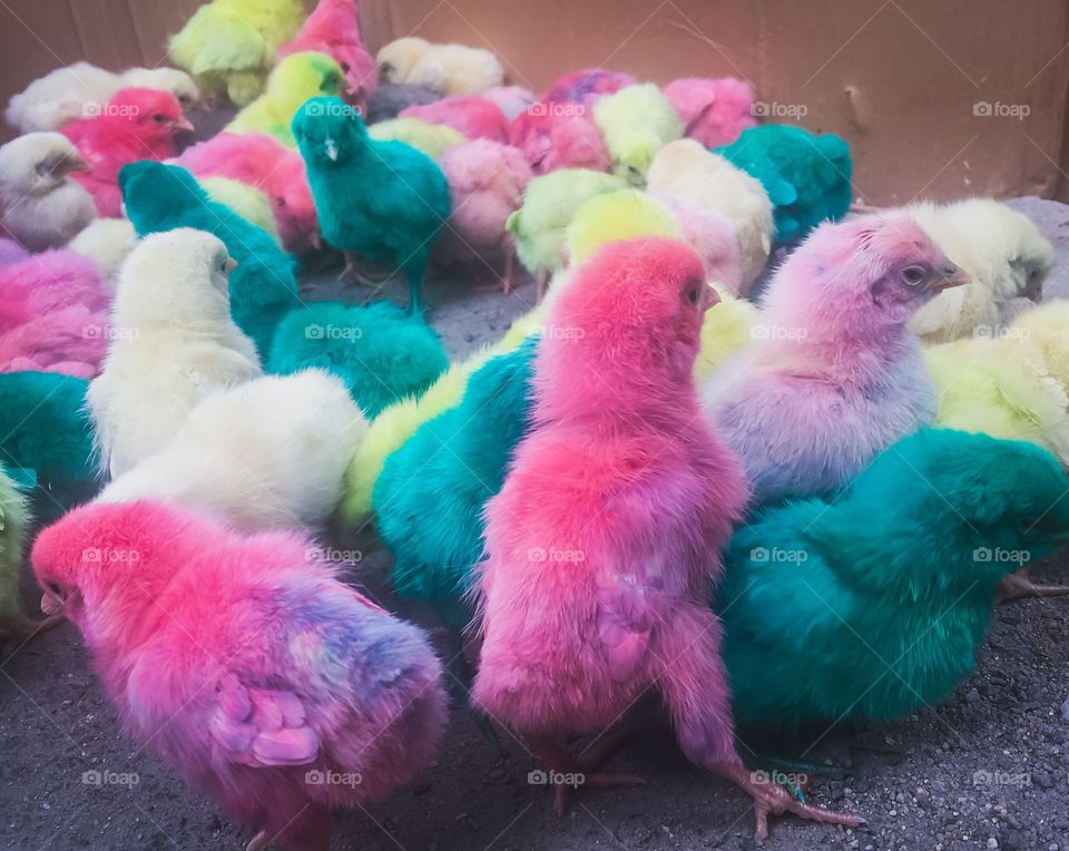 Colourful chicks 🐥