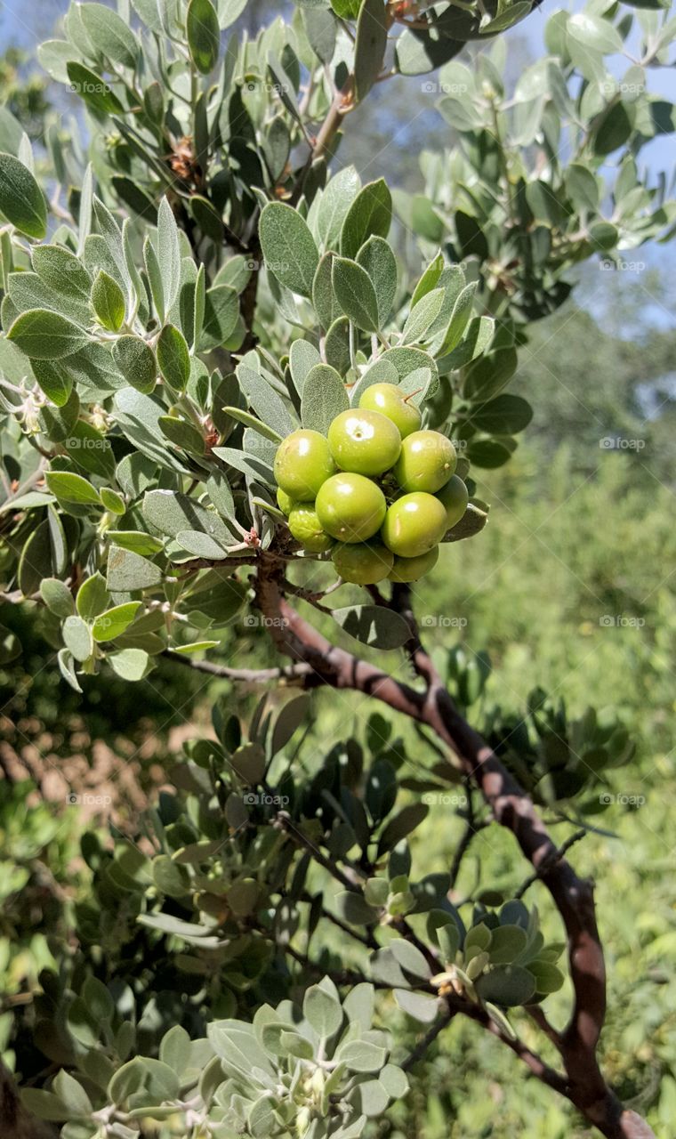 tree with berries