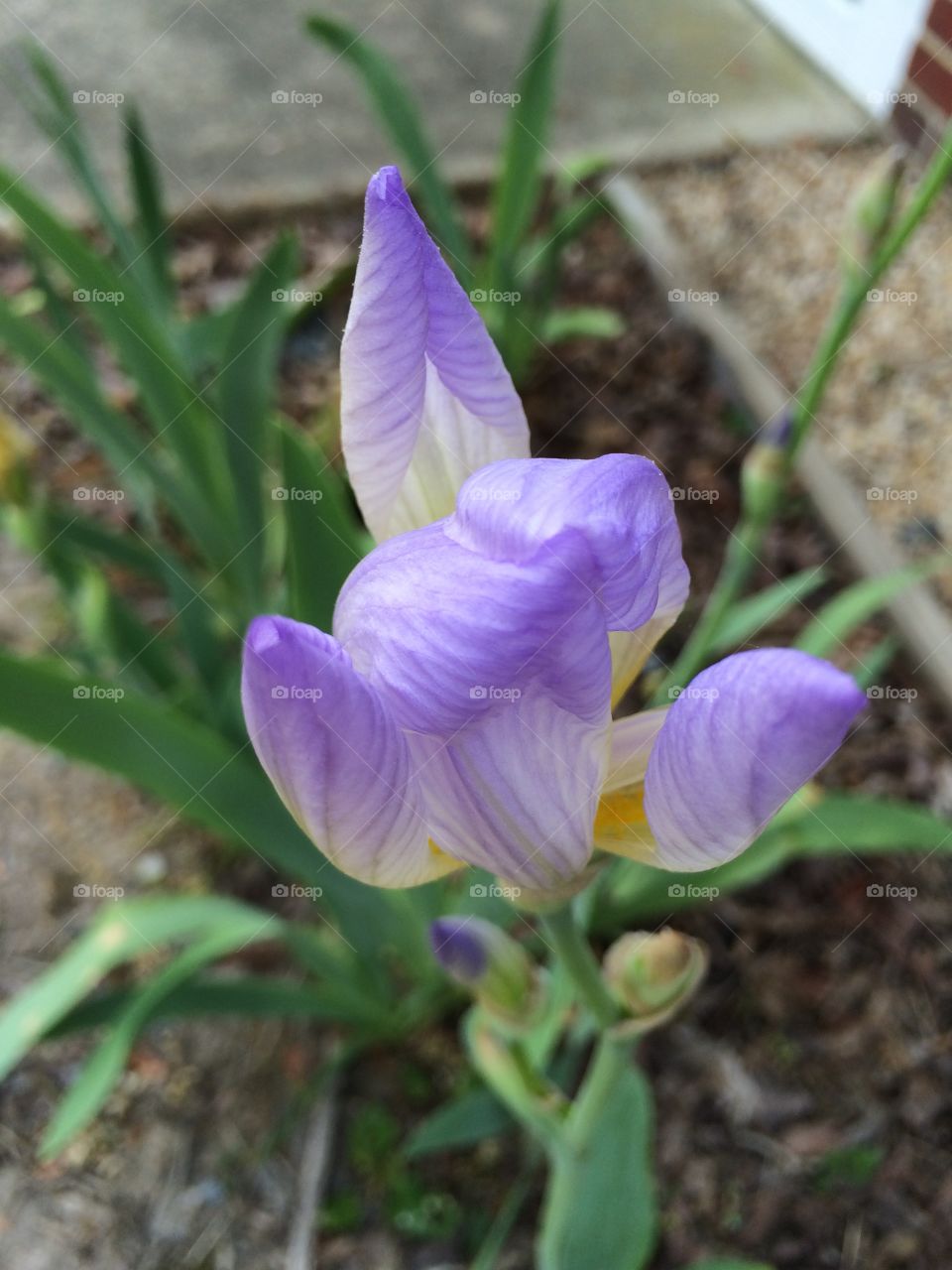 Iris