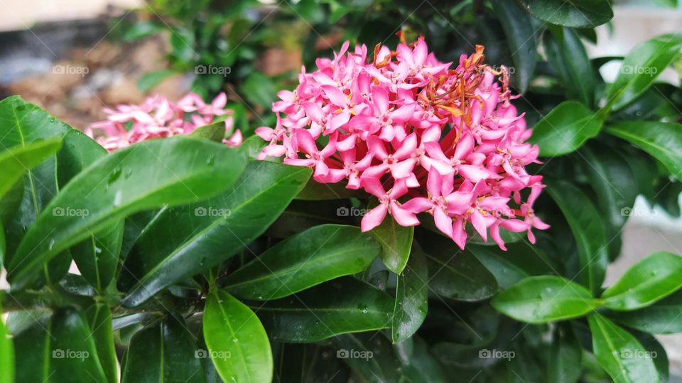 Pink flowers and green leaves of Chinese ixora or West Indian Jasmine flowering plant