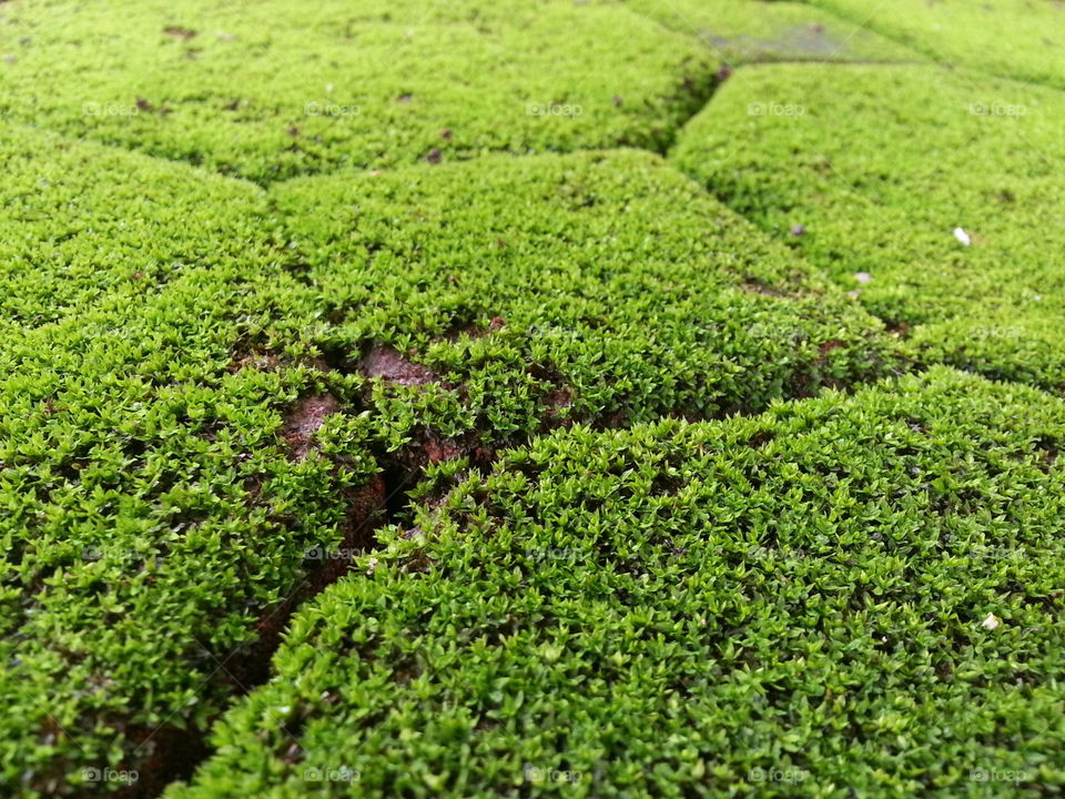 moss. it grow on the moisture bricks