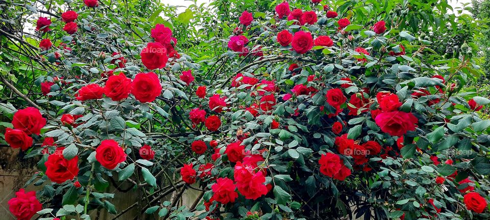 Red roses in our backyard