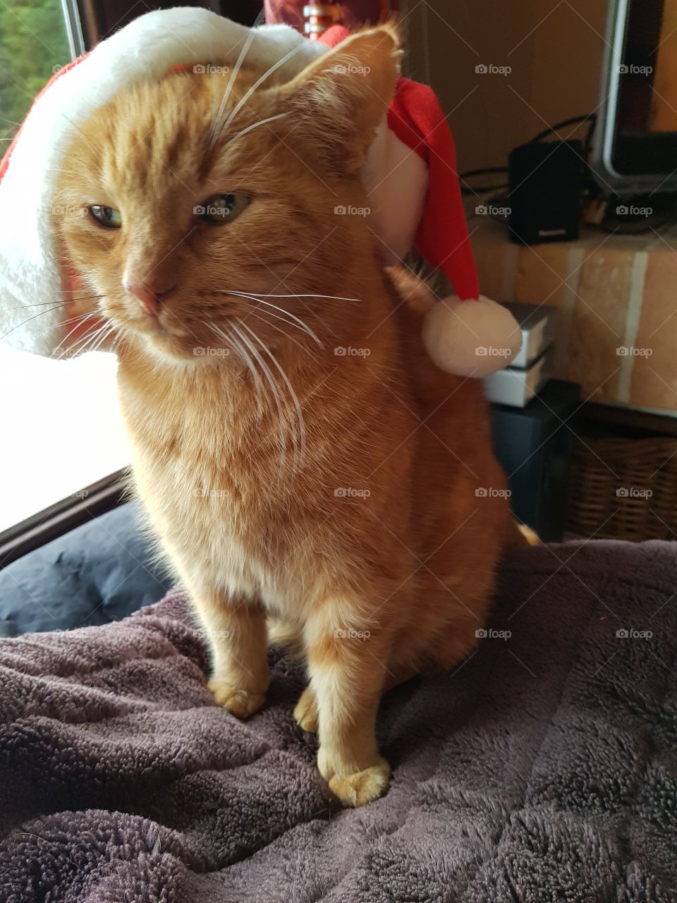 cat with christmas hat