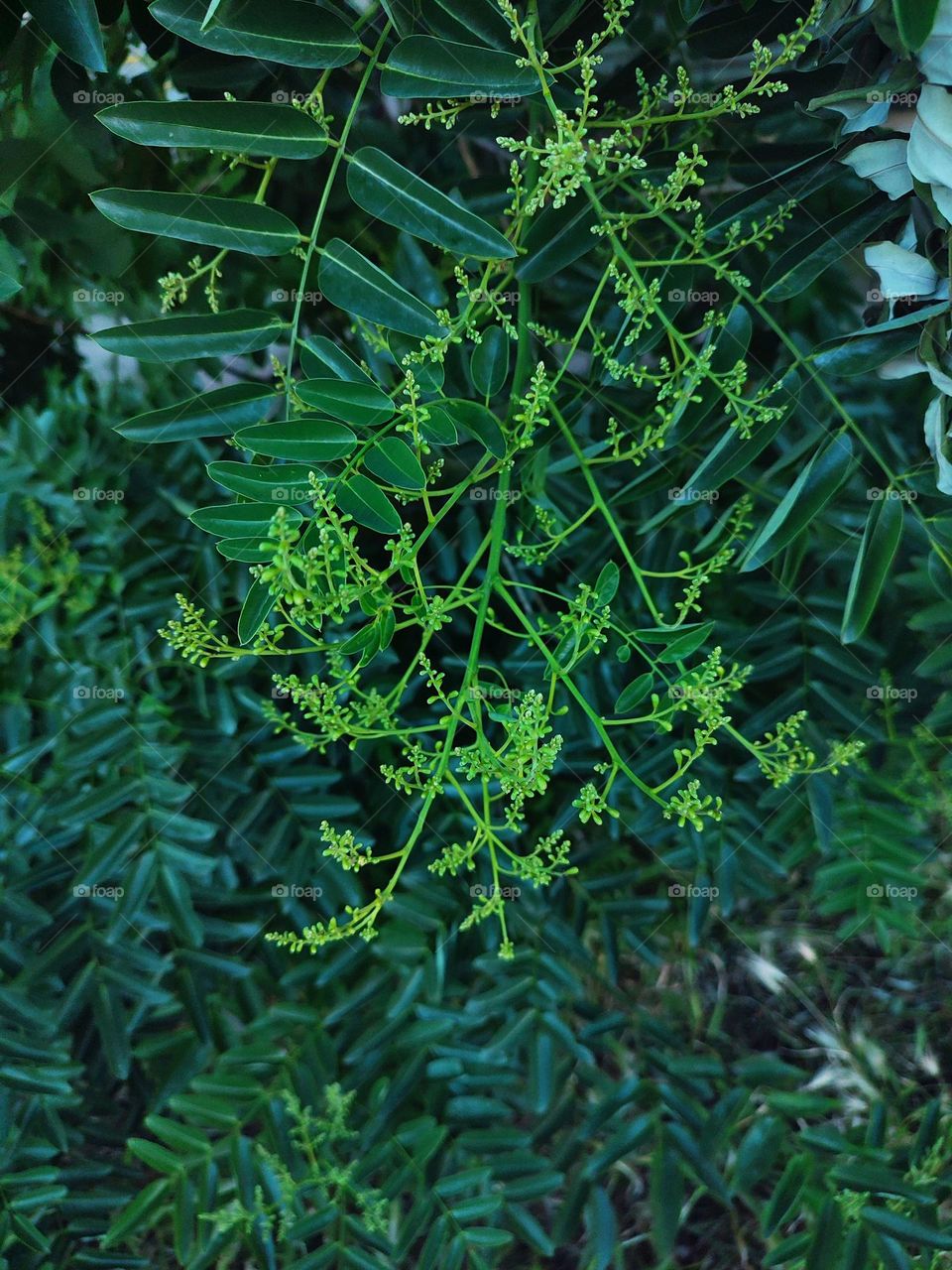 Macro photo of summer plants