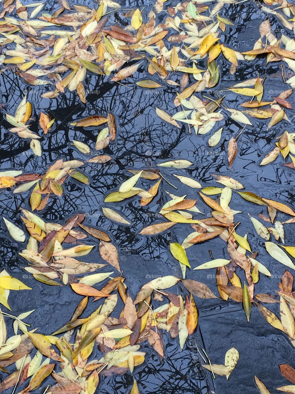 Leaf, Nature, Desktop, Pattern, Texture