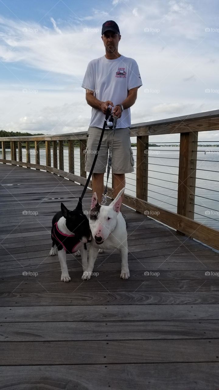 Miniature Bull Terriers walking together