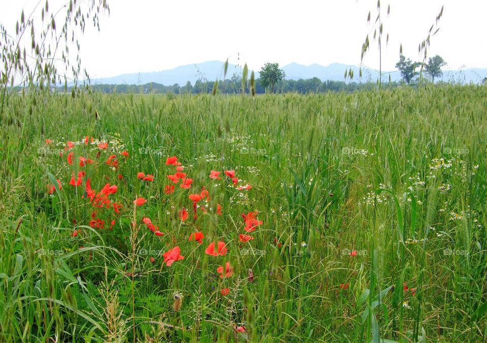 Poppies in the green field.