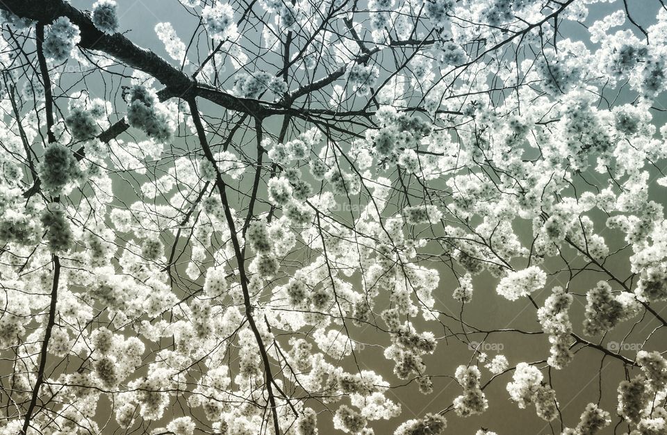 Tree from below 