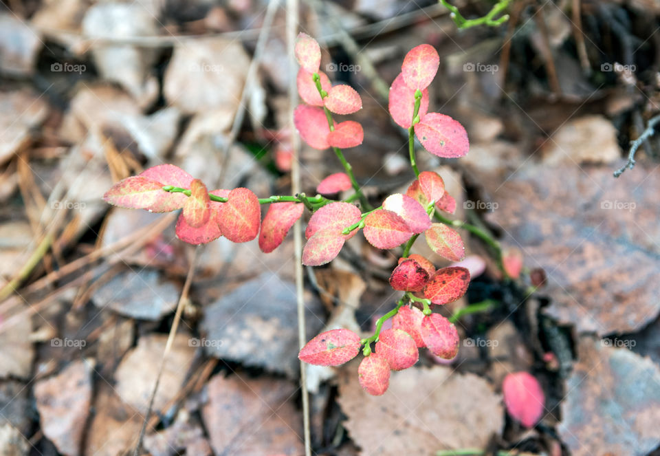 Red green small plant grow in the leaves