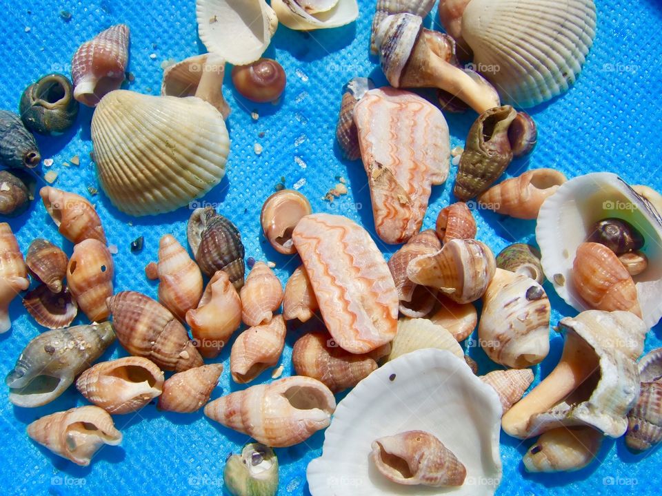 Variation of seashell on blue background