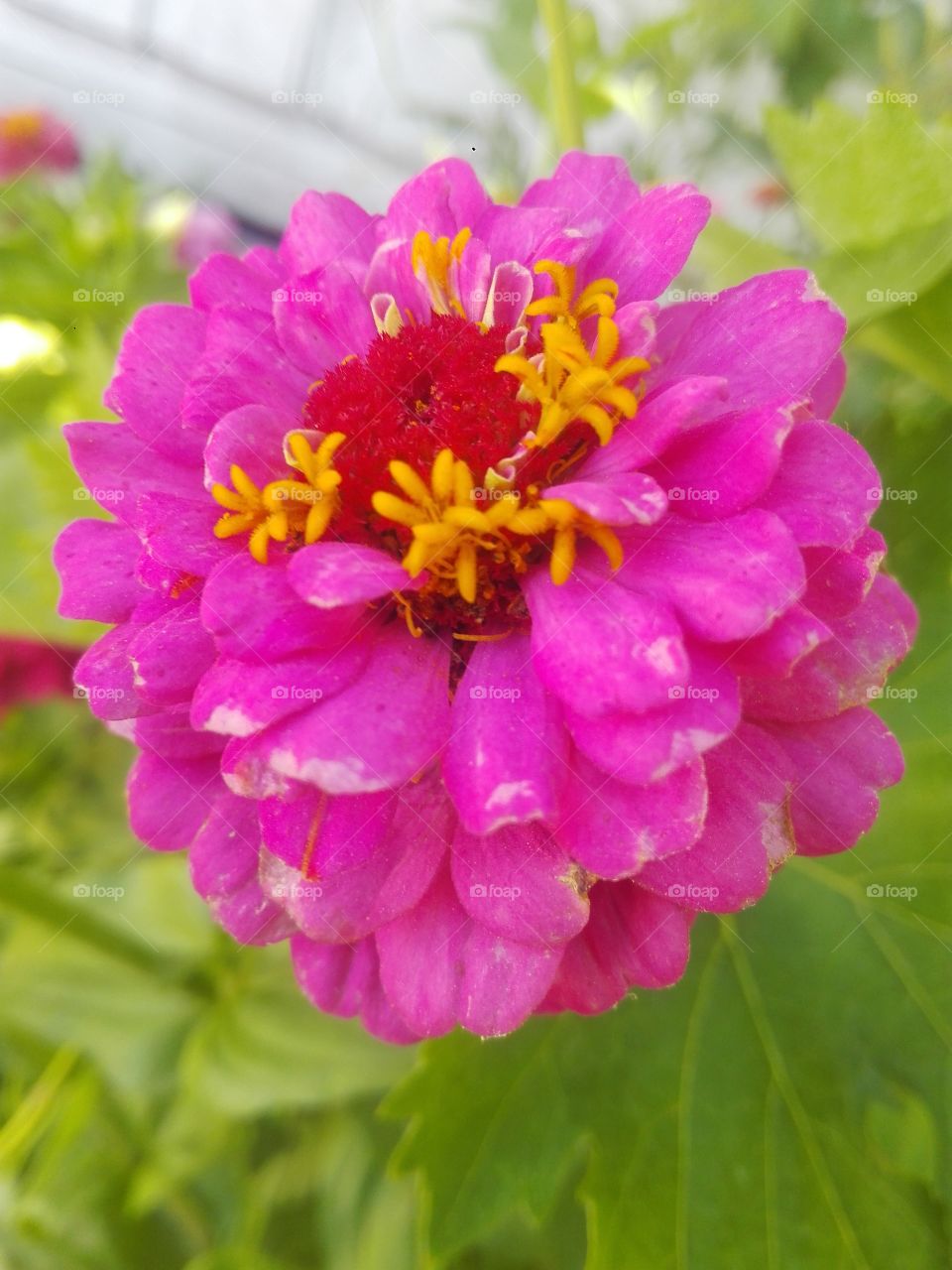 It a flower very beautifull