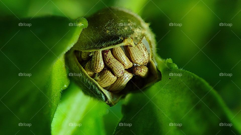 Seeds from a green plant