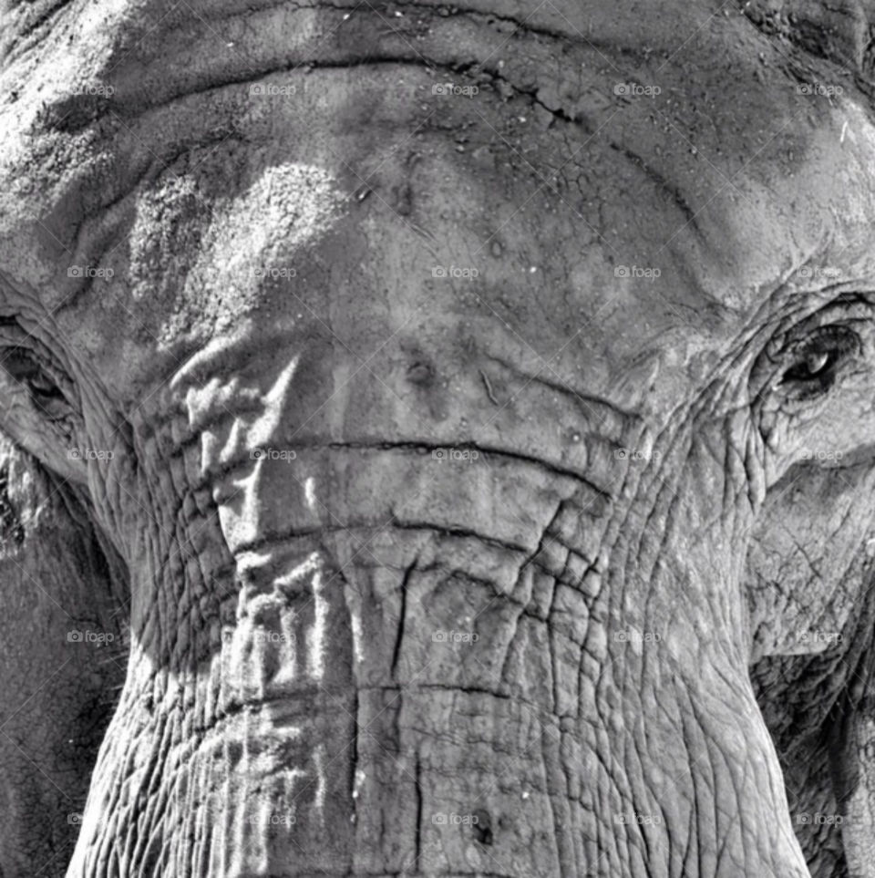 Black and white close-up of a very regal elephant.
