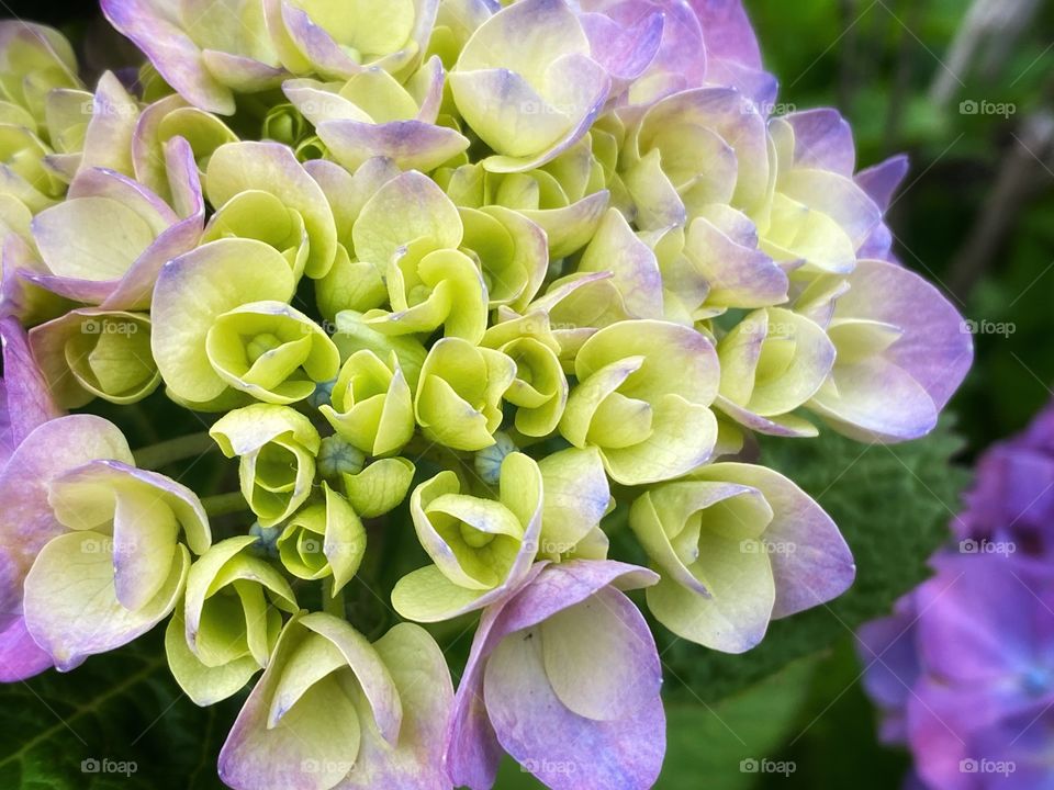 Close up of delicate folds of cream, light green and pale purple lilac hydrangea 