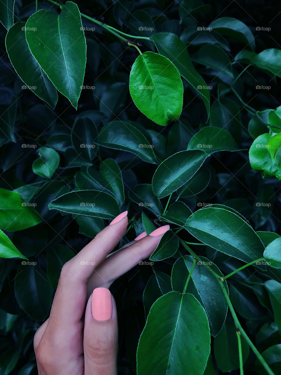 Female hand touching the green leaves after the rain 