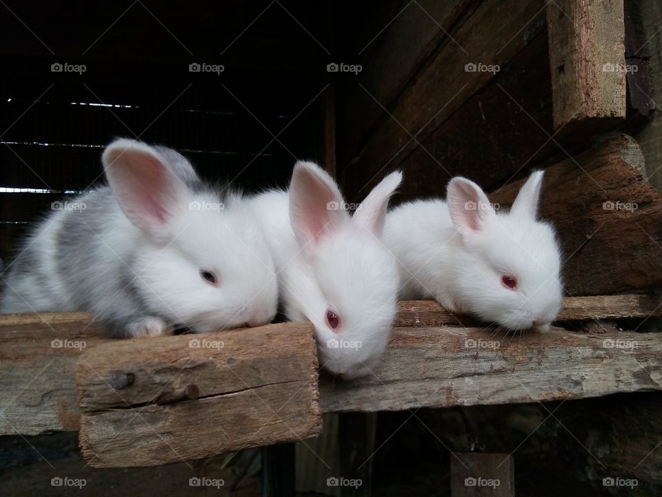 Three cute bunnies