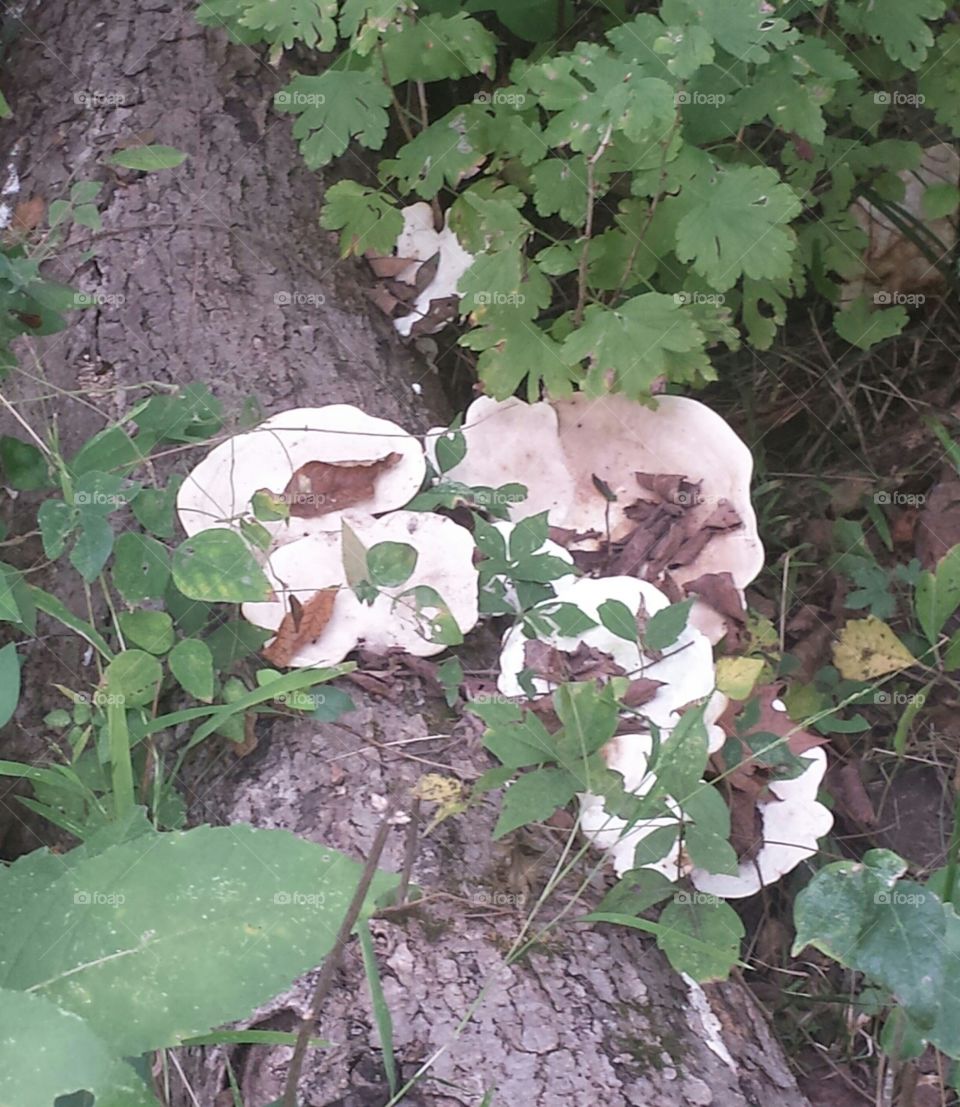Fungi in the park
