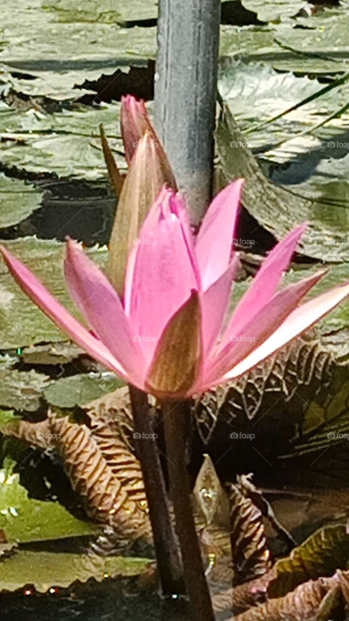 lotus flower