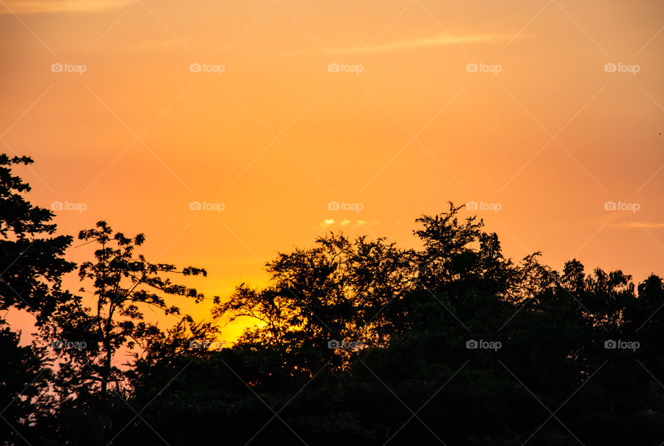 The beauty of a sunset behind a tree and orange sky