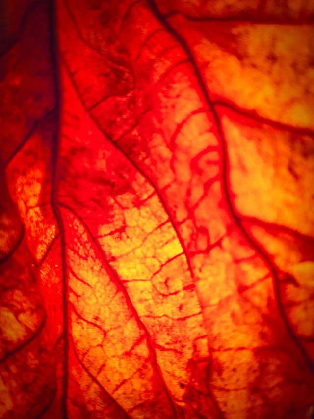 fall colours