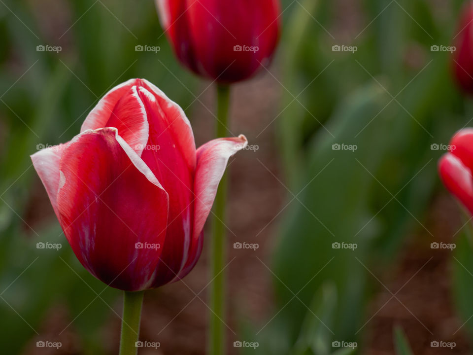 Purple tulips in bloom