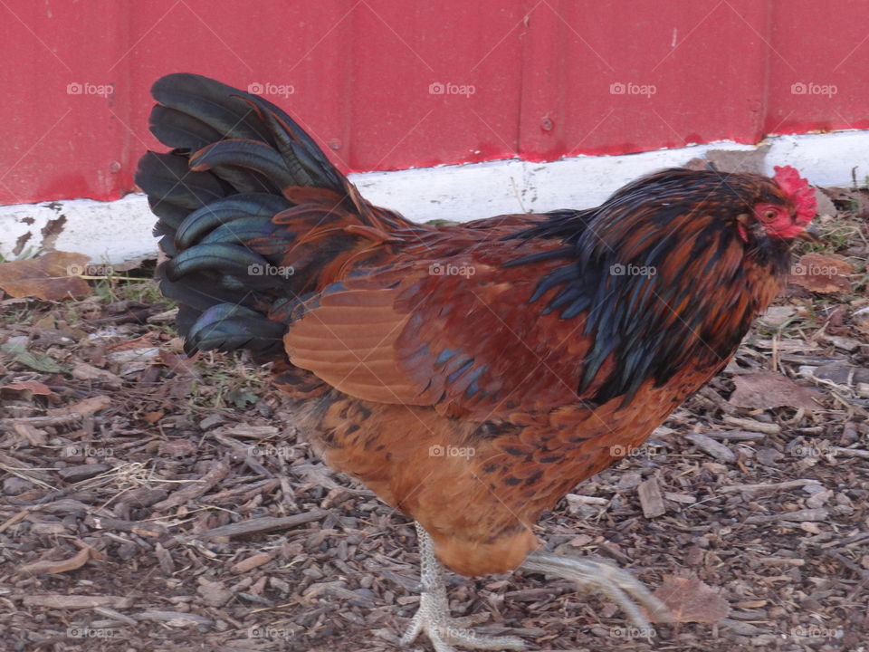 Rooster. A rooster, on a farm in Michigan. 