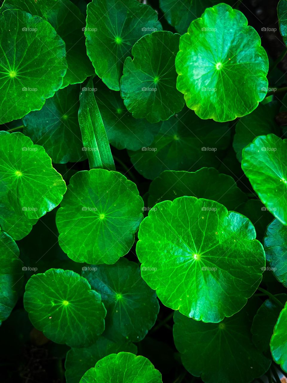 Close up view of a round shape green leaves in nature