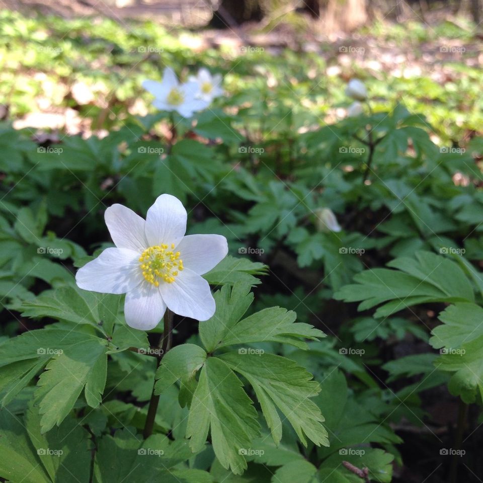 Anemone nemorosa