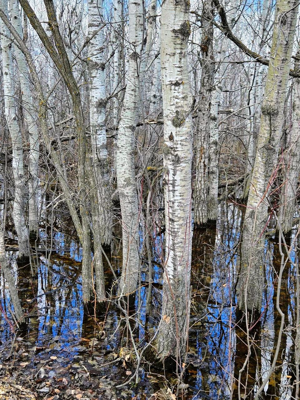 white birch trees in a forest