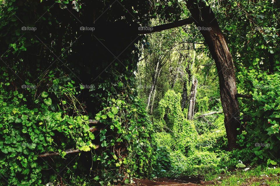 forrest south africa