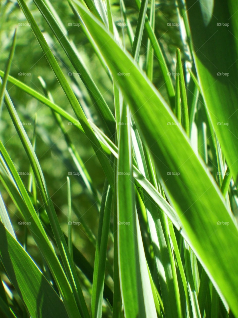 Closeup of green blades of grass on the sun with light shining through.
