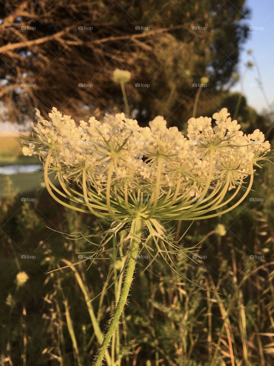 Profile of umbel flower in evening light