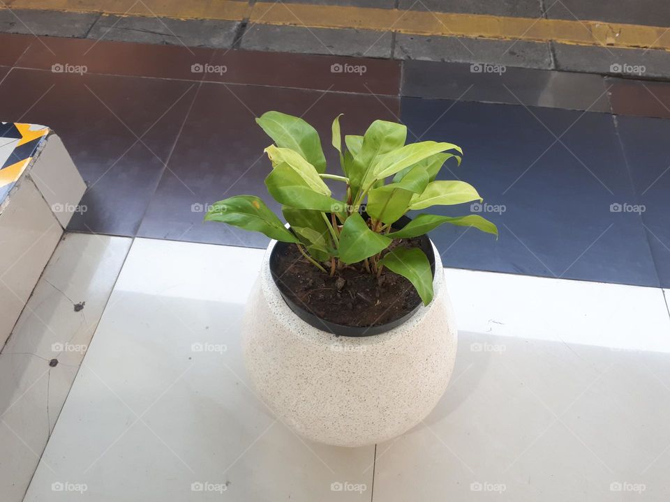 Decorations containing green plants in pots are available in the bench area for train passengers inside the station