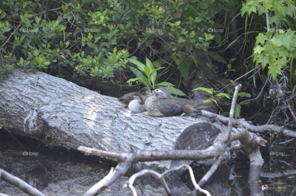 Ducks on a Log
