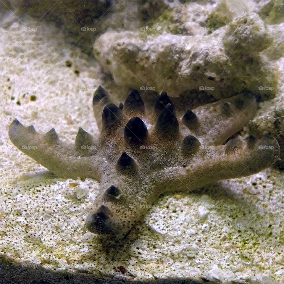 chocolate chip cookie dough starfish