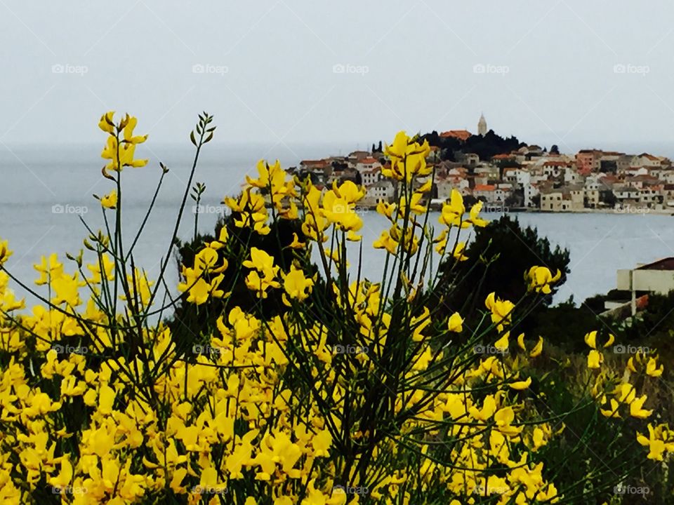 Scenic view thru flowers . This photo was taken during a quick roadside stop in Croatia 