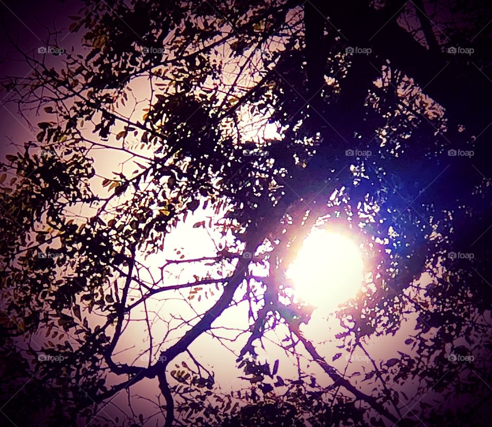 Sunlight through a tree