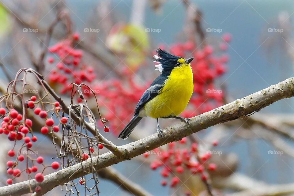 Beautiful and cute bird