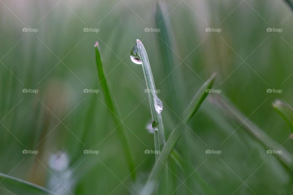 Water droplets on blades of grass in the spring.