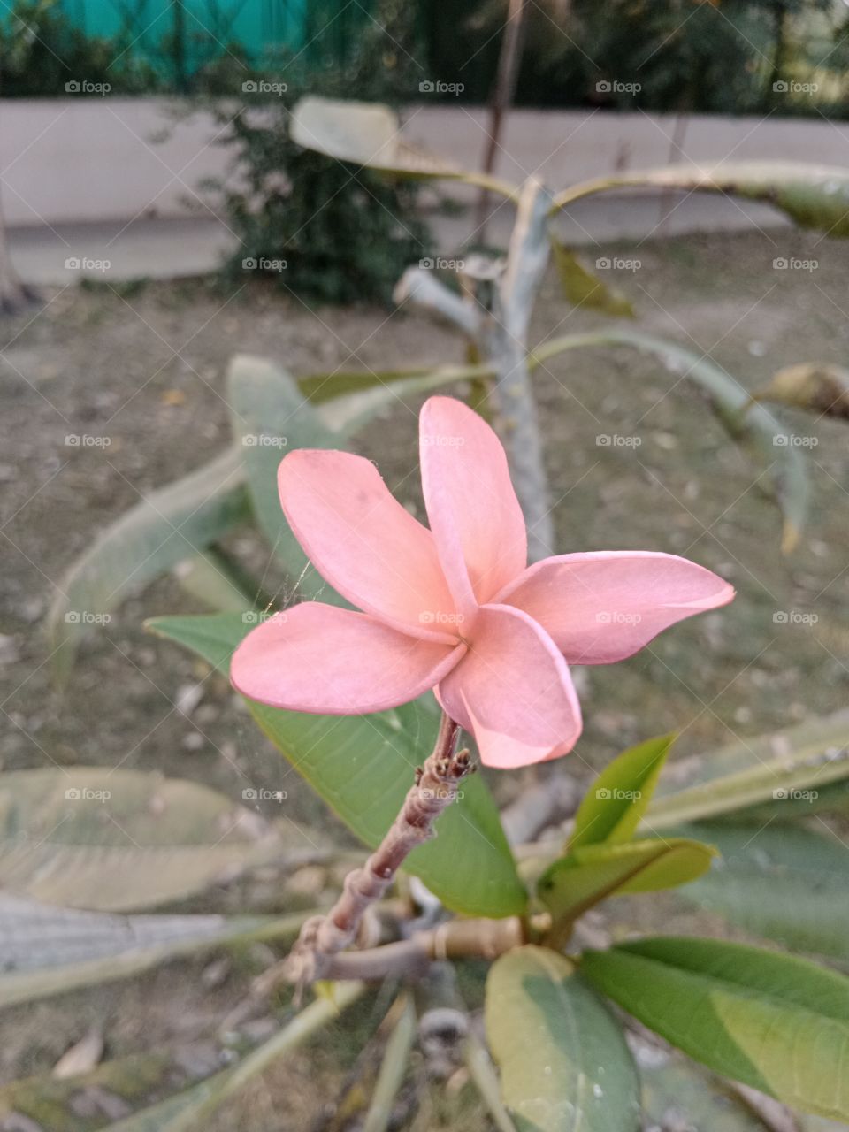 flower