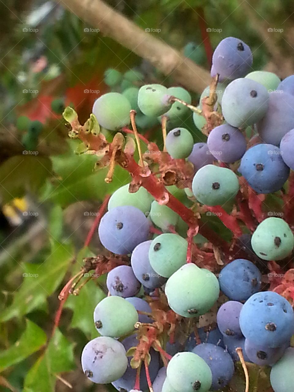 tacoma berries