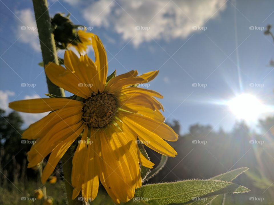 Happy Sunflowers