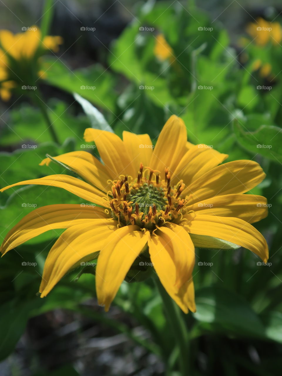 A late spring bloom of the wildflower Arrowleaf Balsamroot glows in the morning sun on a hill in Crook County in Central Oregon and is ready feed for the wild deer.