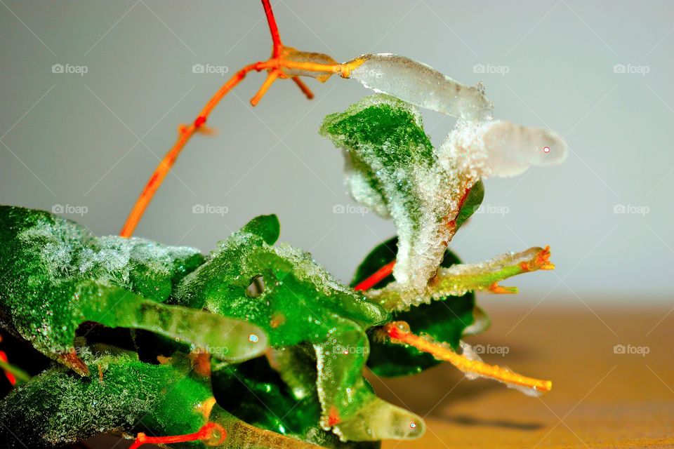 freezing plant