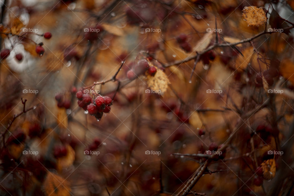 Autumn hawthorn berries macro photo