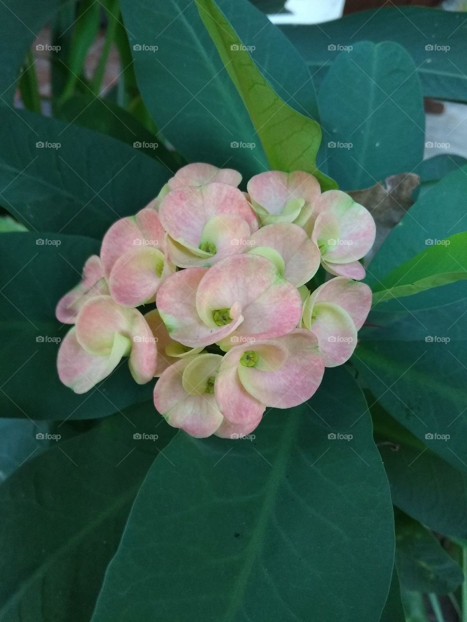 eforbia flower