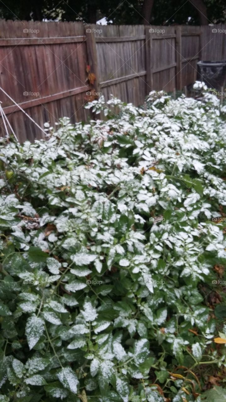 bushes in snow