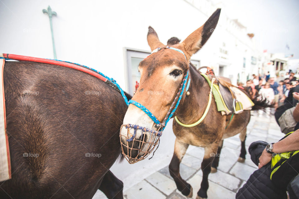 Donkeys in Santorini 