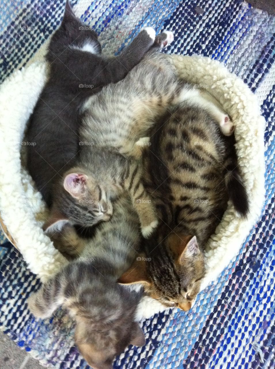 Kittens in a basket