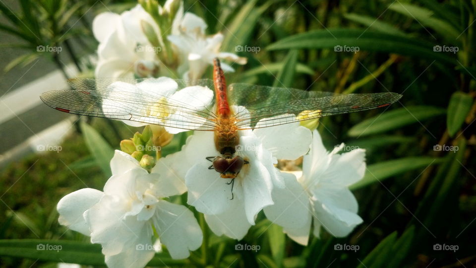 flowers always makes better ,happier and helpful